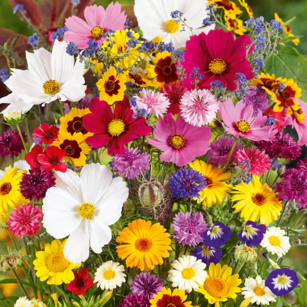 Sementes de Flores Perenes Misturadas - Mais de 12 tipos misturados