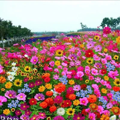 Sementes de Flores Perenes Misturadas - Mais de 12 tipos misturados