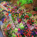 Sementes de Flores Perenes Misturadas - Mais de 12 tipos misturados