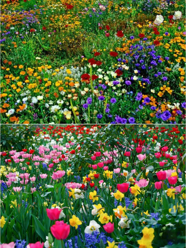 Sementes de Flores Perenes Misturadas - Mais de 12 tipos misturados