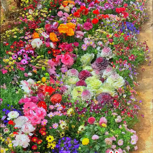 Sementes de Flores Perenes Misturadas - Mais de 12 tipos misturados