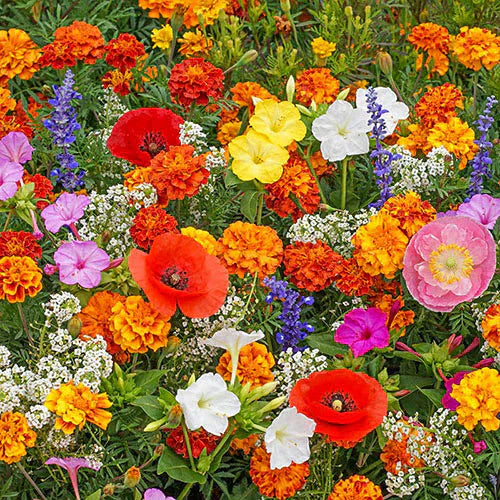 Sementes de Flores Perenes Misturadas - Mais de 12 tipos misturados