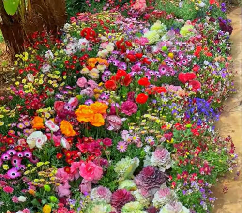 Sementes de Flores Perenes Misturadas - Mais de 12 tipos misturados