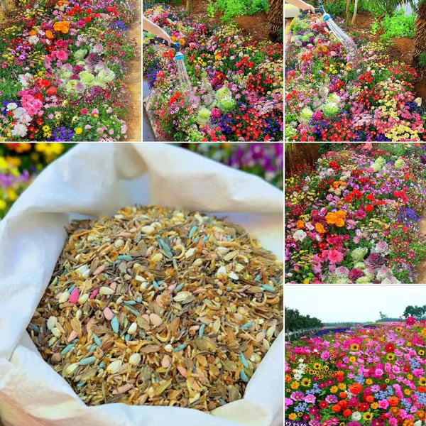Sementes de Flores Perenes Misturadas - Mais de 12 tipos misturados